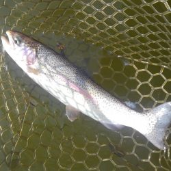 大安トラウトレイク釣果